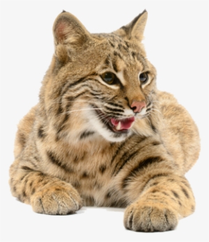 Bobcat-connector - Dog