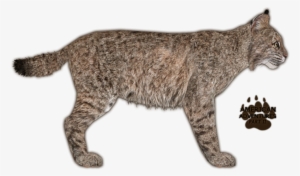 Bobcat Jimmyhoopz - Zoo Tycoon 2