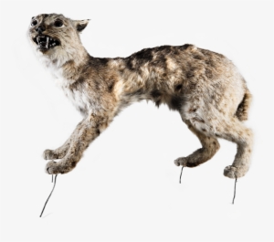 Wire Bobcat