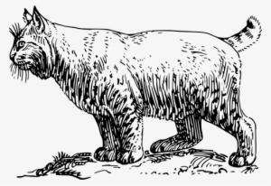 Cat Pet Animal Bobcat Feline Fur Breed Fur - Bobcat Clip Art Black And White