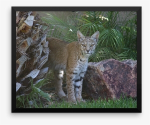 Image Of Bobcat 1 Framed - Tabby Cat