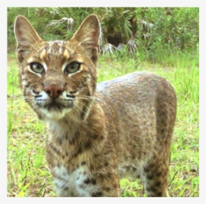 Flagler Beach Residents Organize To Determine Bobcat - Florida