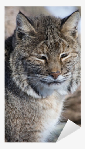 Lynxes