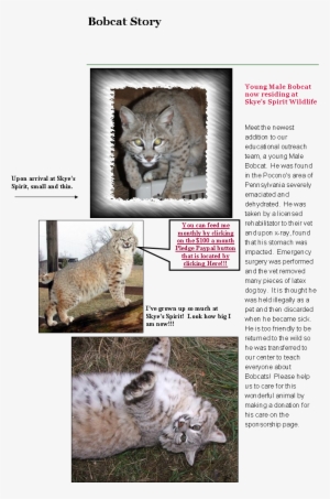 Where Wildlife Gets A Second Chance - Wild Cat