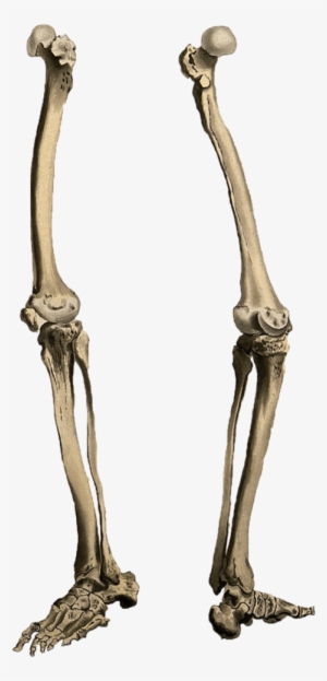 Leg Bone Png - Skeleton Legs Png