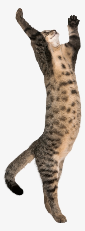 Cat With Legs Transparent