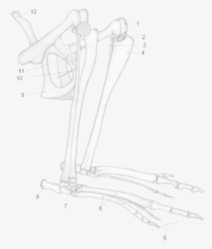 204 × 240 Pixels - Kangaroo Bones