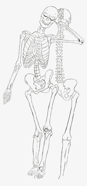 Finger Human Leg Muscle Sketch - Line Art