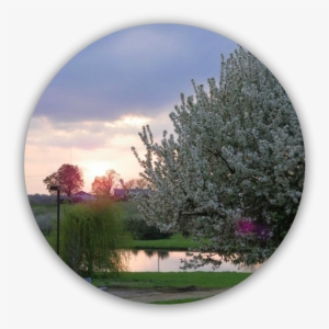 Blossoms Circle