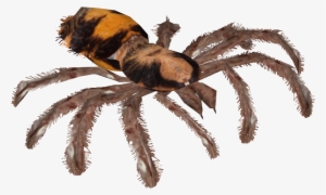 Pumpkin Patch Tarantula - Wiki