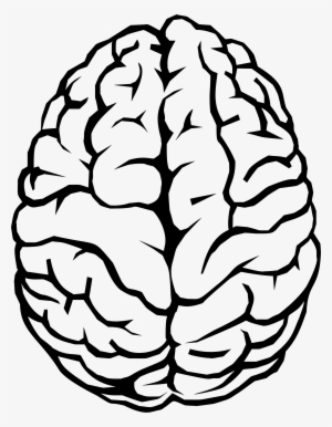 Brain Line Drawing At Getdrawings - Brain Clipart