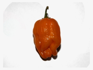 Orange Habanero - Habanero .png