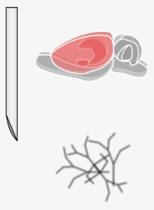 Rat Brain Clipart Png