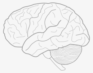 Brain - Brain Sketch
