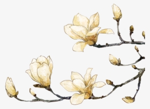 Image Freeuse Library Painting Flower White Peach Transprent
