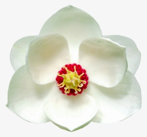 White Magnolia By Jeanicebartzen27 On Deviantart Picture - Magnolia