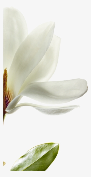We Have Selected Magnolia That Is Native To Southwest - Magnolia Png