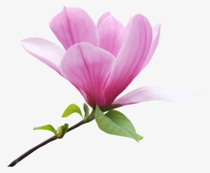 Magnolia X 'butterflies' - Magnolia Png
