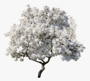 Magnolia Tree Png
