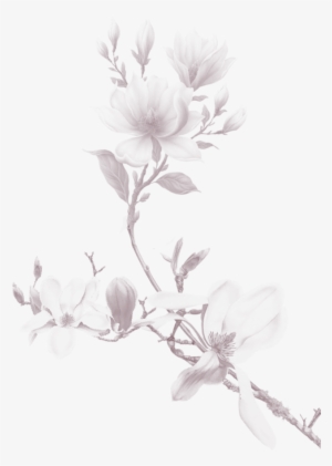 Bg Png 2 - Botanical Illustration