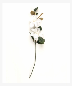Magnolia - Orchid