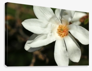 White Magnolia Canvas Print - Artist