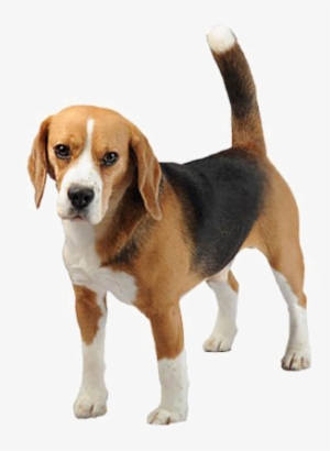 Beagle Png Free Download - Bígl Png