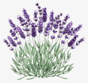Lavender Bush Png Clip Stock - Lavender Plant Clipart Png