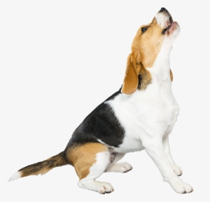 The More You Know - Beagle Png