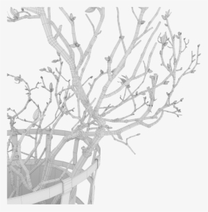 Magnolia 05 - Drawing