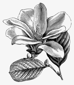 Magnolia345