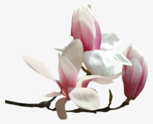 Tubes Fleurs - Magnolia Fleur