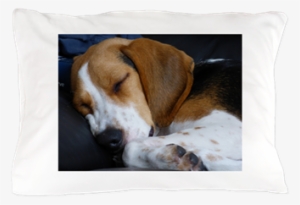Beagle Sleeping Pillow Case - Dog