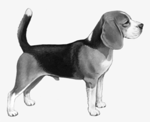 Beagle - B&w - Love My Beagle Coffee Mug By Myheritagewear