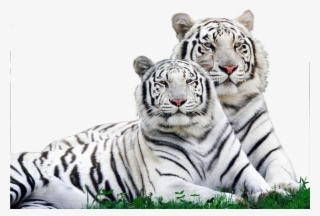 Tigre Branco - White Tiger Safari Logo
