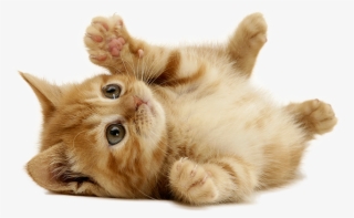 Cat Sitter, Cat Sitting Cleveland, Oh - Like Cat