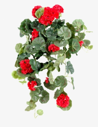 Ornement Floral - Plante Verte Retombante Fleuries D Intérieur