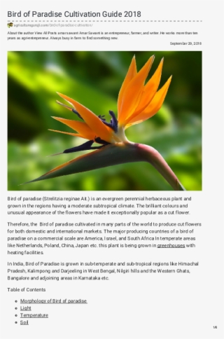 Pdf - Bird Of Paradise Flower 4k