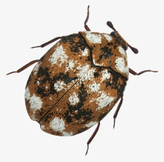 2478 X 2454 3 - Leaf Beetle