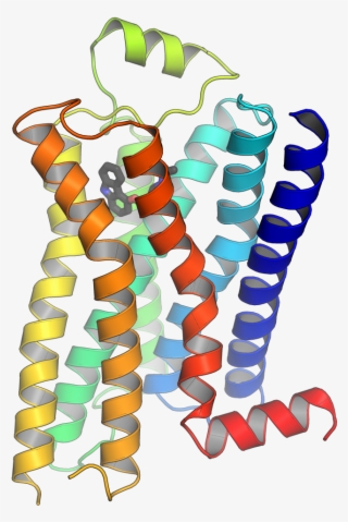 Gpcrs - Gq Ip3 Dag Pathway