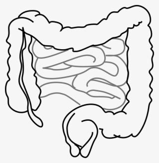 Previous Studies Have Indicated That Probiotics Prevent - Drawing Of A Gut