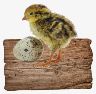 Our Gorgeous Little Quails Lay Beautiful Tiny Speckled - Chicken