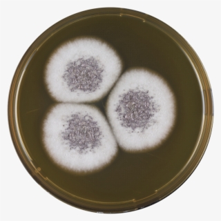 Aspergillus Venezuelensis Meaox - Dish