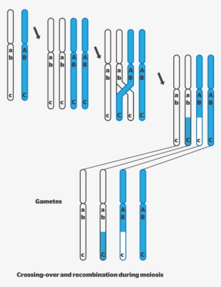 Was This Helpful - Sexual Reproduction Variation