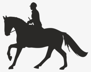 Stallion