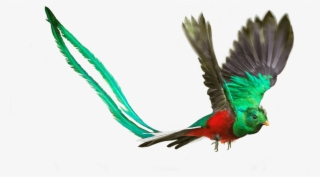 “where There Is Dharma, There Is Victory” - Macaw
