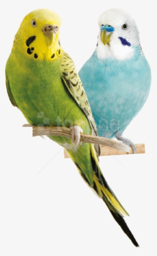 Free Png Download Parrot Png Images Background Png - Parakeet Bird Png