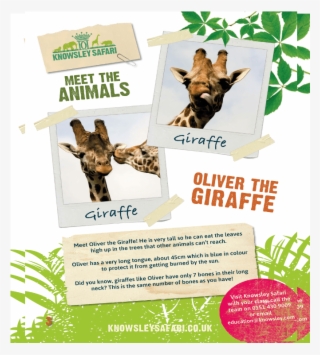 Knowsley Safari Park