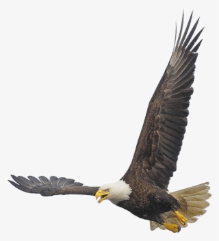 Eagles - Bald Eagle
