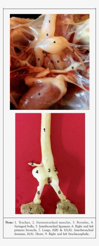 Ventral View Of The Syrinx In The Male White Pekin - Male Mallard Syrinx